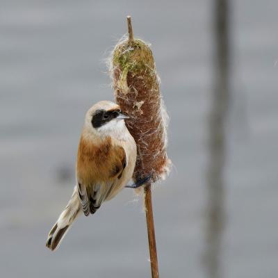 Rémiz penduline