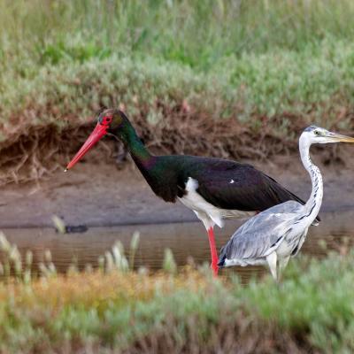 Cigogne noire et héron cendré