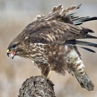 buse variable