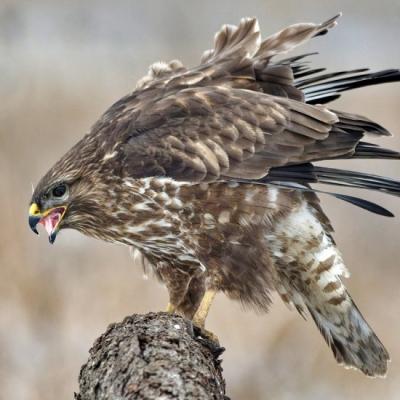 buse variable