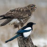 buse variable et pie bavarde