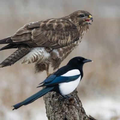 buse variable et pie bavarde