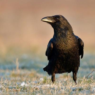 grand corbeau