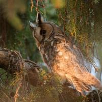 hibou moyen duc