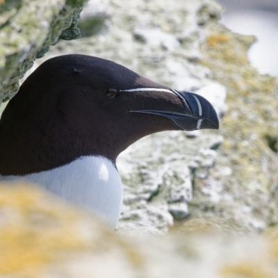 pingouin torda
