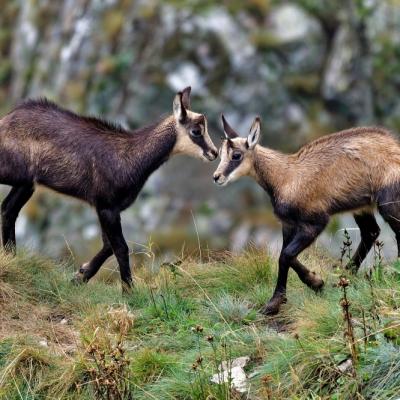 Jeux de cabris - Chamois