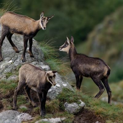 Jeux de cabris - Chamois