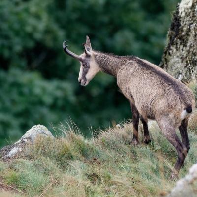 Chamois