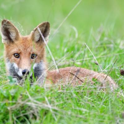 Renard roux