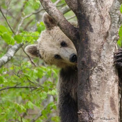 Ours brun