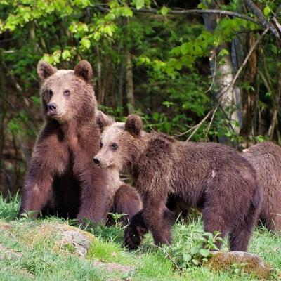 Ours bruns