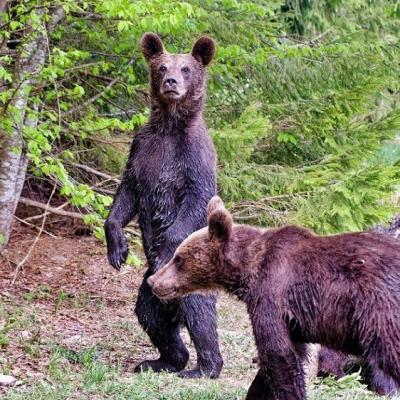 ours brun