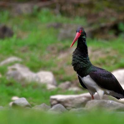 Cigogne noire