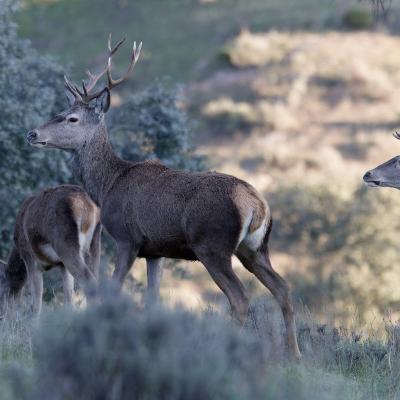 Cerfs élaphes