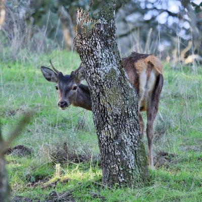 Daguet - cerf élaphe