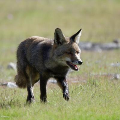 Renard roux
