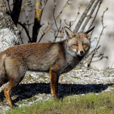 Renard roux