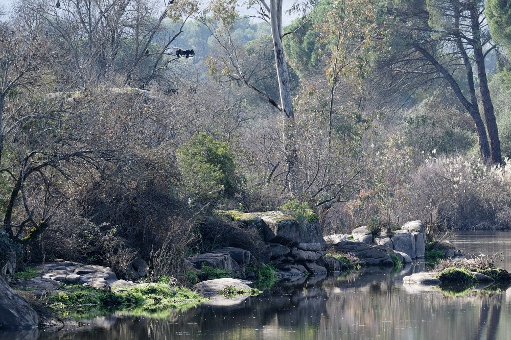 Aves del Jandula - Sierra de Andujar - Espagne