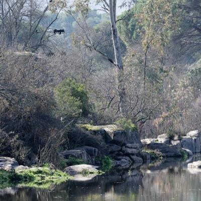 Aves del Jandula - Sierra de Andujar - Espagne
