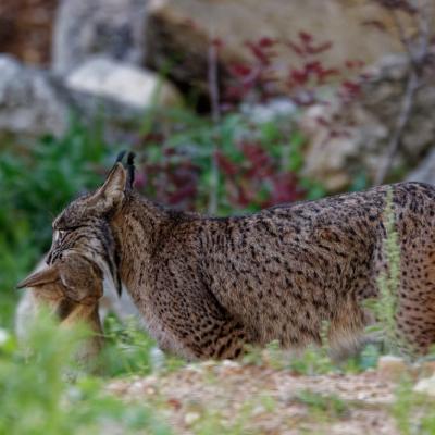 Lynx pardelle