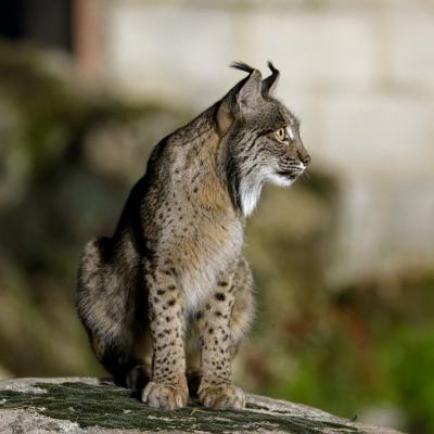 Lynx pardelle