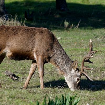 Cerf élaphe