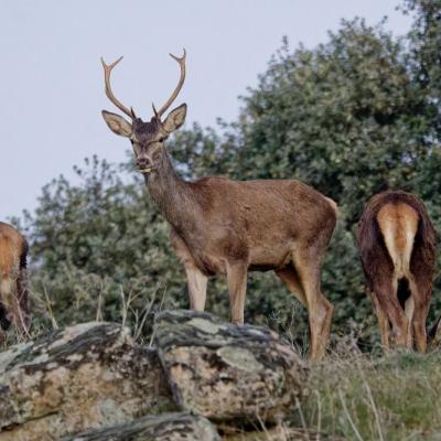 Daguet - Cerfs élaphes