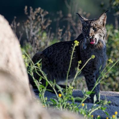 Lynx pardelle