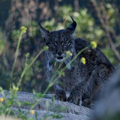 Lynx pardelle
