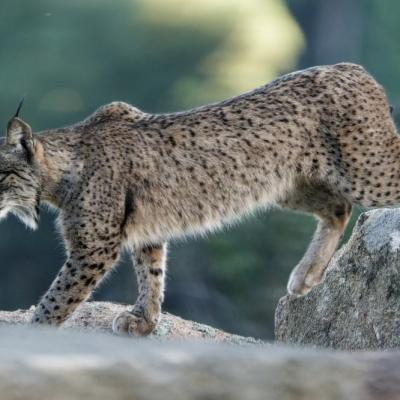 Lynx pardelle