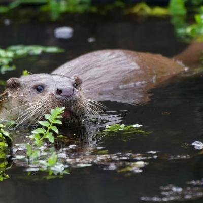 Loutre d'europe