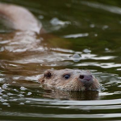 Loutre d'europe
