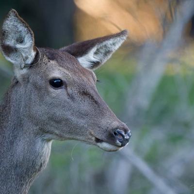 Biche - Cerf élaphe